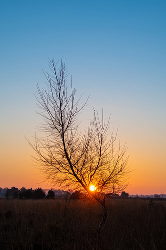 color of morning