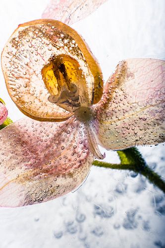 Orchidee in Eis 2