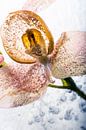 Orchidee in ijs 2 van Marc Heiligenstein thumbnail