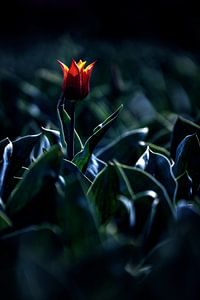 Tulpe in der Nacht