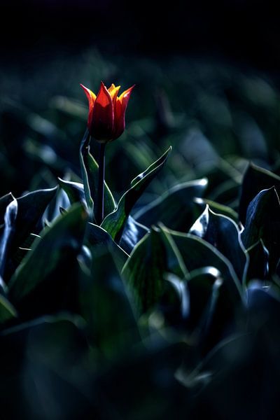Tulp in de nacht van Rob van der Teen