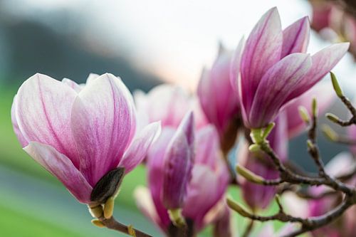 Bloeiende magnolia's in de lente van Werner Dieterich