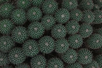 Botanical pattern featuring dark green cacti