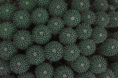 Botanisches Muster mit dunkelgrünen Kakteen