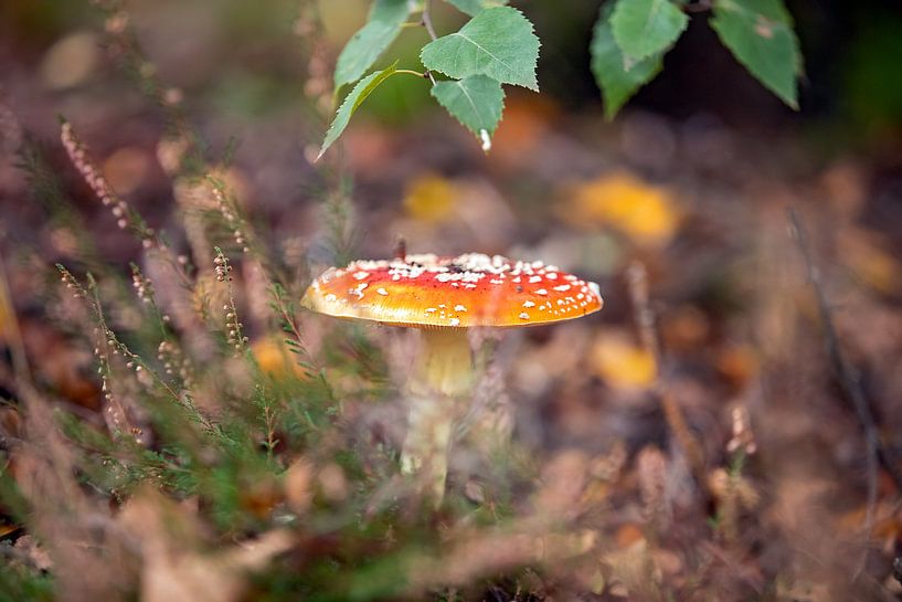autumn atmospheres by gea strucks