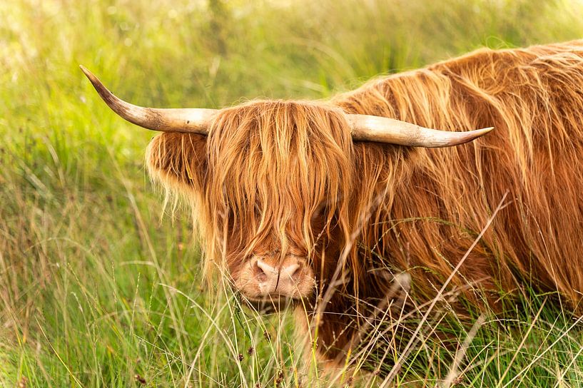 Highlander écossais (1 de 2) par Hans Stuurman