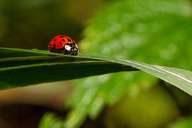 _DSC8776 by Bart Verdijk