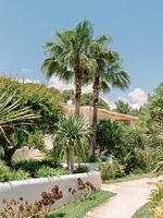 Luxury villa in Ibiza among palm trees