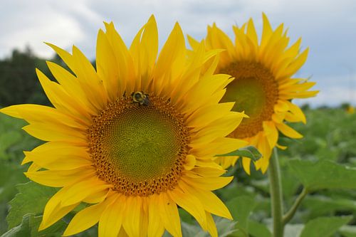 Zonnebloembloemen in de zomer