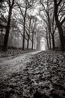 Het duistere bos