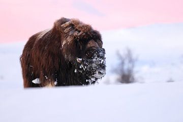 muskusos bij het eerste ochtendlicht in de winter in Dovrefjell-Sunn van Frank Fichtmüller