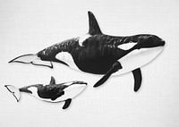 Whales