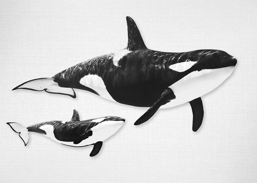 Whales by Gal Design