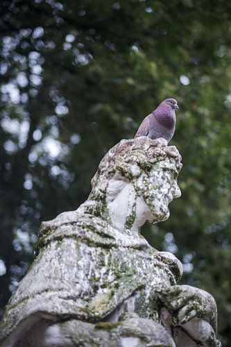 Duif op een standbeeld