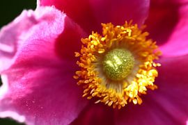 Das Herz der Blume von By Monique