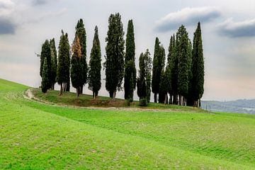 Bosquet de cyprès en Toscane sur Dirk Rüter