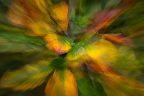 Inzoomen op de Herfst van Pieter Poot