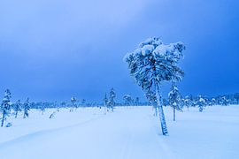 Landschaft im Winter mit Bäumen und Weg in Äkäslompolo von Rico Ködder