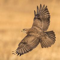 Buizerd spreidt zijn vleugels