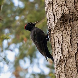 Zwarte specht.