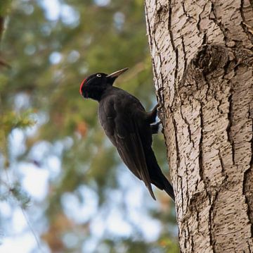 Black Woodpecker. by Wouter Van der Zwan