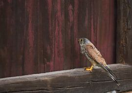 Young red kite on the prowl