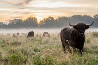 Koeien in de dauw tijdens zonsopgang van Danai Kox Kanters thumbnail