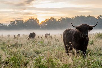 Cows in the dew during sunrise