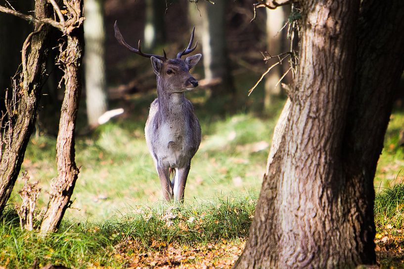Amsterdamse Waterleiding Duinen 2015 von Ad van Geffen