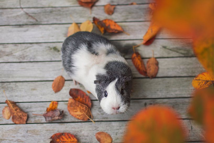 Automne du cochon d'Inde par Marloes van Antwerpen