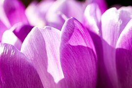 Detail of Crocuses