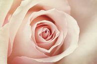 A rose van LHJB Photography thumbnail