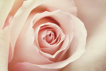 A rose von LHJB Photography