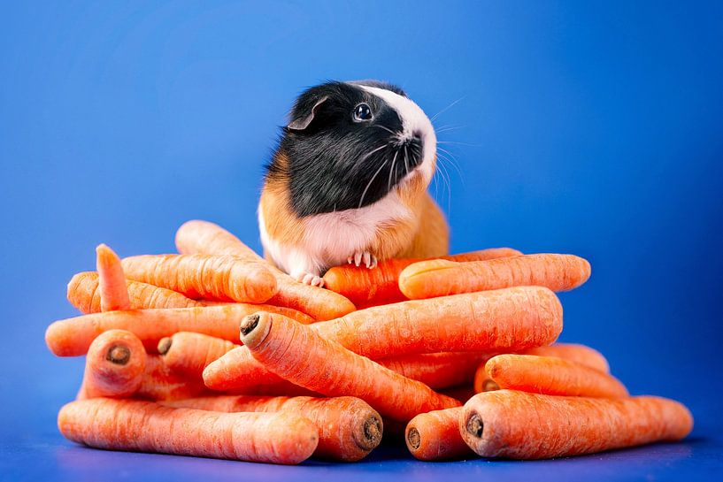 Cochon d'Inde sur la montagne des racines par Marloes van Antwerpen