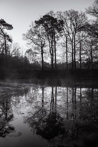 image miroir avec arbres