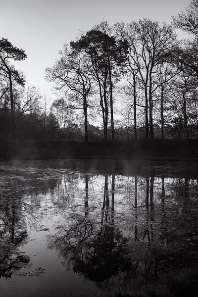 mirror image with trees by Jeannette Fotografie