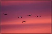 Kraanvogels in avondlicht