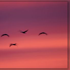 Kraanvogels in avondlicht van Petra van der Zande