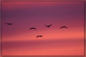 Cranes in evening light by Petra van der Zande