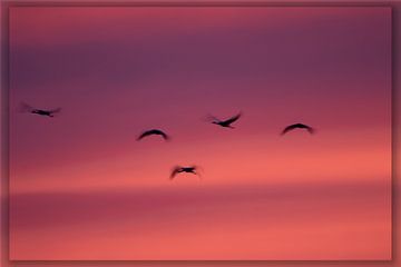 Kraanvogels in avondlicht van Petra van der Zande
