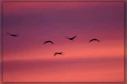 Kraniche im Abendlicht