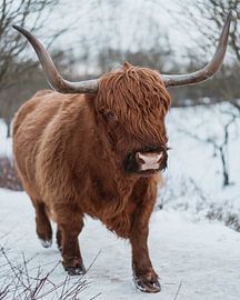 Highlander écossais dans la neige