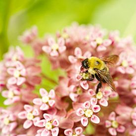 Honingbij op melkkruid Wilde bloem II van Iris Holzer Richardson