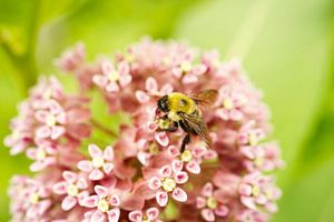 Honeybee on Milkweed Wildflower II