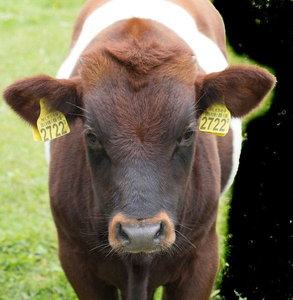 Lakenvelder  van Danny Hummel