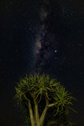 Looking up in the Namib desert.