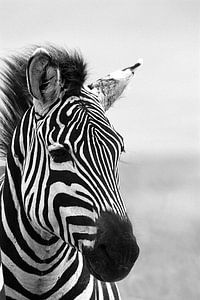 Dromige zebra van Saskia Hoks