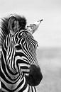Dromige zebra van Saskia Hoks thumbnail
