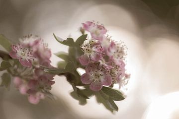 rosa und weiße Blüte von Tania Perneel