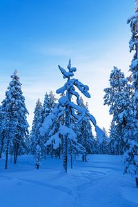 Landschaft im Winter mit Wald in Äkäslompolo, Finnland